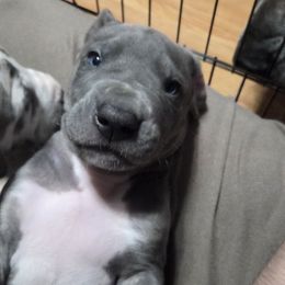 Diesel - Blue male Great Dane puppy in Rockford, Michigan from Apollo's Great Danes (AGD's)