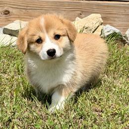 Ready to go now- Fawn Boy - Fawn male Pembroke Welsh Corgi puppy in Rochester, Indiana from Stacy’s Pembroke Welsh Corgis
