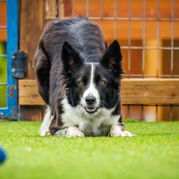 Border Collies from Border Collie dei Fanelli