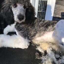 Poodle Puppies from Myka and Lisa’s Coast to Coast Poodles