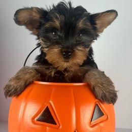Ready to go Orange Boy - Black and tan male Yorkshire Terrier puppy in Dahalonega, Georgia from C. D. K