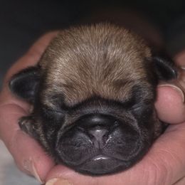 Chestnut-Boy 1 - Fawn male Pug puppy in New Braunfels, Texas from Kex Pug Haus