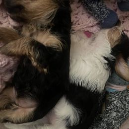 Yorkshire Terriers from Sandra's Pups