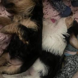 Yorkshire Terriers from Sandra's Pups