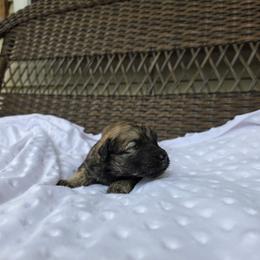 Tulip - Fawn female Bouvier des Flandres puppy in Buffalo, Missouri from Noble Bouviers