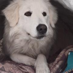 Border Collie and Maremma Sheepdog Puppies from 2J 2K Border Collies & Maremma Sheepdogs