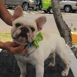 French Bulldogs from Audrey Boone's French Bulldogs