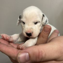 Dorothy - White and black female Dalmatian puppy in Chehalis, Washington from Dalmatian Vacation