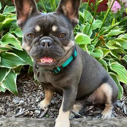 French Bulldogs from Clover Meadow Frenchies
