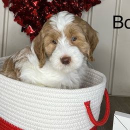 Boy 2 - Parti Goldendoodle puppy in Newark, Ohio from Valleydayle Doodles and Wheatens