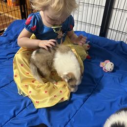 Collie Puppies from Jolly Collies