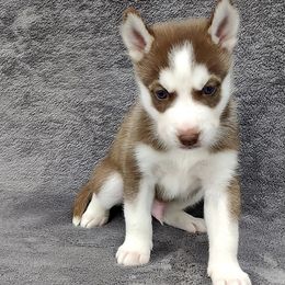 German Shepherd and Siberian Husky Puppies from T & T Kennels