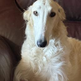 Borzoi All Grown Up from Emerald City Borzoi