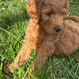Caramel - Caramel red female Labradoodle puppy in Montrose, Colorado from Ithilien Labradoodles