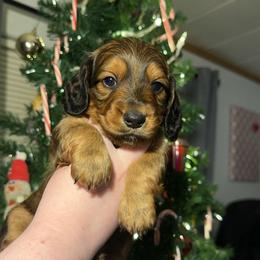 Shaded Red 1st Born - Red male Dachshund puppy in Rochester, Washington from Curtiss Dachshunds