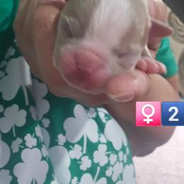 4th born is Girl 2 - Blue female Boston Terrier puppy in Versailles, Indiana from Benhams Bostons