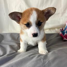 Princess - Sable female Pembroke Welsh Corgi puppy in El Dorado Springs, Missouri from Trixie Dixie
