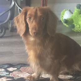 Benny - Dachshund