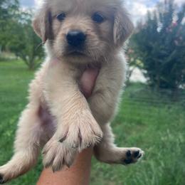 Blue collar - Golden male Golden Retriever puppy in Jesup, Georgia from Painted Platinum Retrievers (Painted Platinum Kennel) PPK
