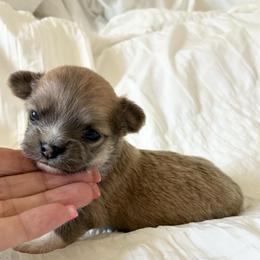 Maverick - Blue and white male Chihuahua puppy in Menifee, California from Lane’s Little Long Coats