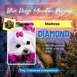 Diamond - Maltese