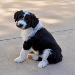 Michael - Black and white male Aussiedoodle puppy in Peyton, Colorado from Colorful Colorado Aussiedoodles