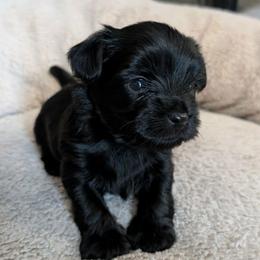 KB Boy 1 - Spade - Black and tan male Yorkshire Terrier puppy in Owenton, Kentucky from Robertson's Dream Ranch Aussies & Yorkies