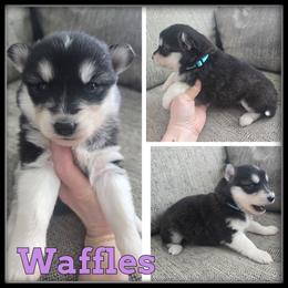 Waffles - Black and white female Siberian Husky puppy in Wheeler, Michigan from Haase Family Kennels