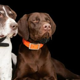 German Shorthaired Pointers from Edonja German Shorthaired Pointers