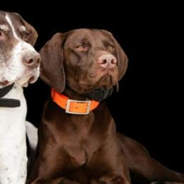 German Shorthaired Pointers from Edonja German Shorthaired Pointers