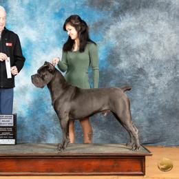 RUGER - Cane Corso