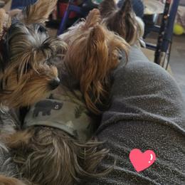 Mia - Yorkshire Terrier