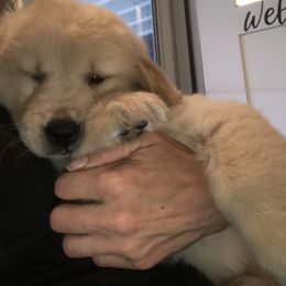 Golden Retriever Puppies from OPK Goldens