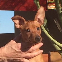 Junebug - Miniature Pinscher
