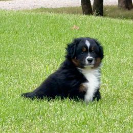 Miniature Australian Shepherd and Toy Australian Shepherd Puppies from Popparosa Toy & Mini Aussies