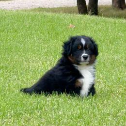 Miniature Australian Shepherd and Toy Australian Shepherd Puppies from Popparosa Toy & Mini Aussies