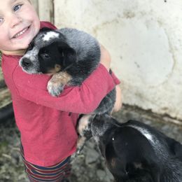 Australian Cattle Dog Puppies from Heirloom Ranch