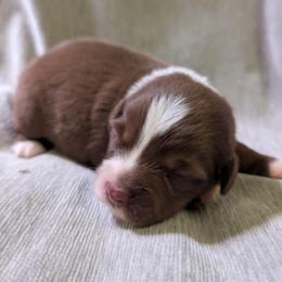 Indie - Red tri female Miniature Australian Shepherd puppy in Crockett, Texas from Pleasant Grove Aussies