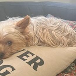 Yorkshire Terriers from Christie's Yorkies