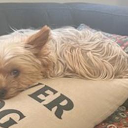 Yorkshire Terriers from Christie's Yorkies