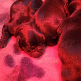 Christina - Black female Pug puppy in Fitzwilliam, New Hampshire from Kayla's Pugs