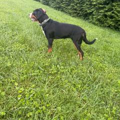 Cricket - Black, white and red female Greater Swiss Mountain Dog puppy in Hockessin, Delaware from Simply Swissies