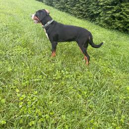 Cricket - Black, white and red female Greater Swiss Mountain Dog puppy in Hockessin, Delaware from Simply Swissies