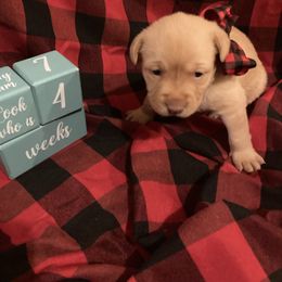Maxine - Yellow female Labrador Retriever puppy in New London, Ohio from C&R Prestige Labrador Retrievers