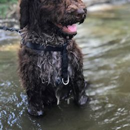 Goldendoodle and Labradoodle Puppies from Blessing Labradoodles, Goldendoodles, standard and mini’s
