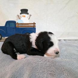 Cheers - Black and white male Sheepadoodle puppy in Weatherford, Texas from Oodles of poodles and doodles