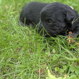 Aspen - Fawn male Havanese puppy in Zanesville, Ohio from Charlotte Landry