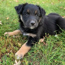Australian Shepherd Puppies from Auspicious Australian Shepherds