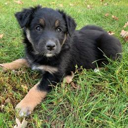 Australian Shepherd Puppies from Auspicious Australian Shepherds