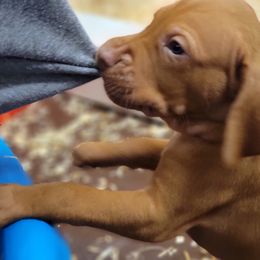 Vizsla Puppies from Bender Vizslas